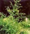 arteannuin(artemisinin)