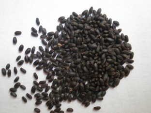 Basil Seeds