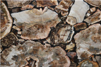 petrified wood stone