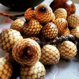 Rattan palm seeds