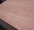 Eucalyptus Film Faced Plywood