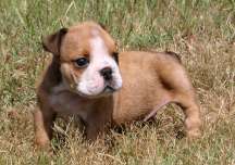 Bulldog