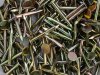 coil framing nail