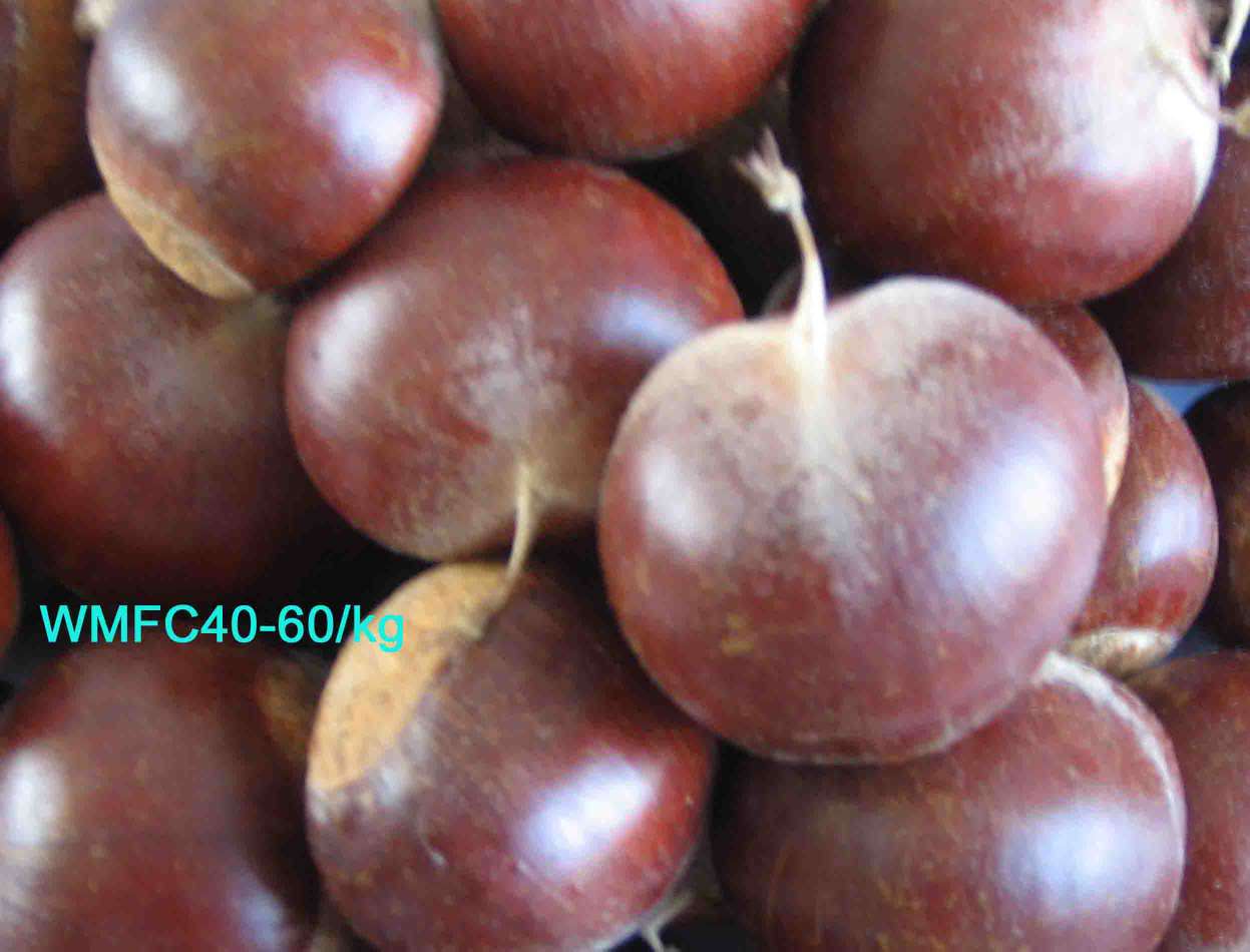 FRESH CHESTNUTS - CHESTNUTS