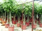 ficus religiosa