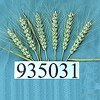 The Seeds of Winter Wheat